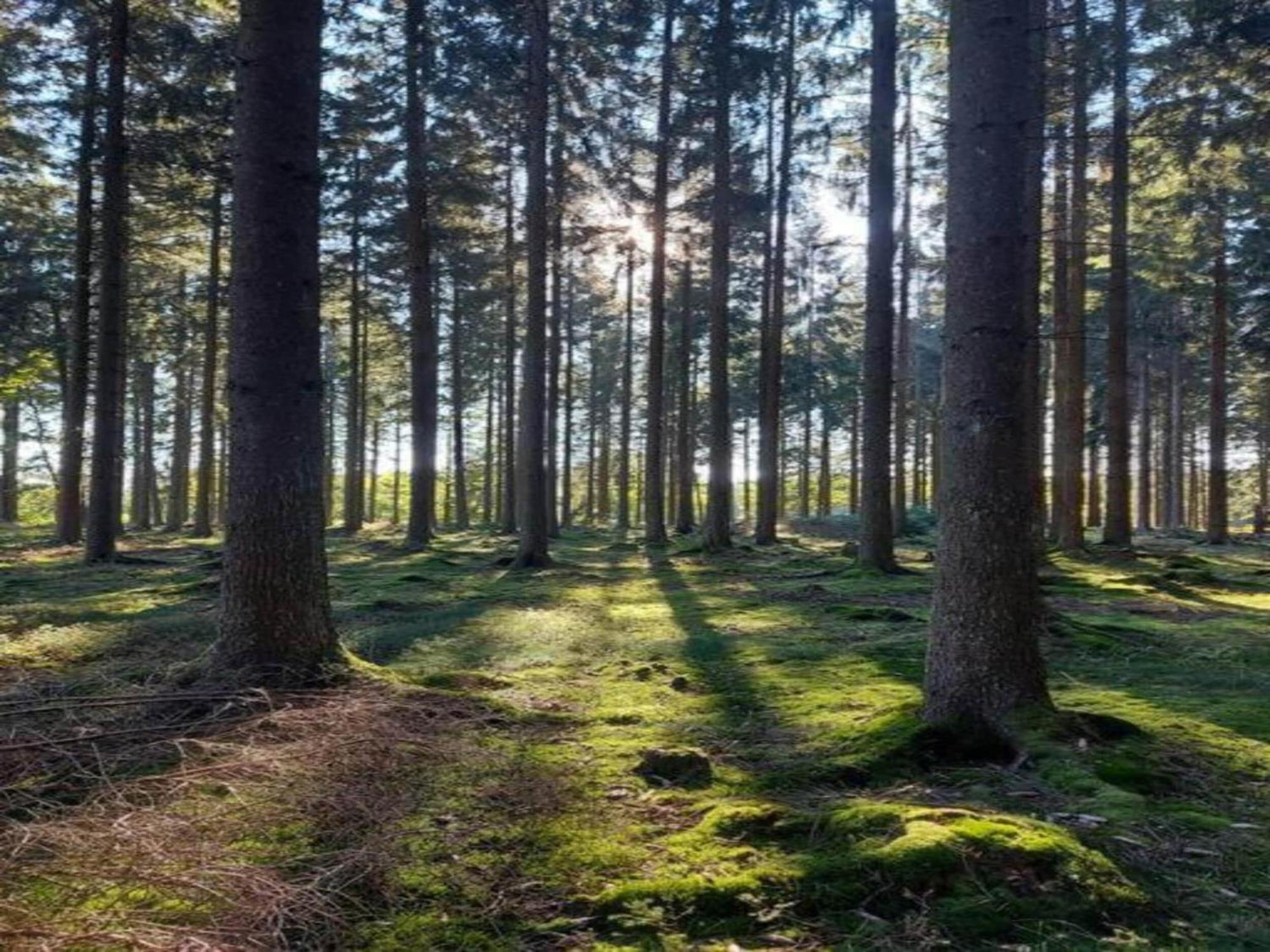 Cosy Holidayhome Near The Forest Zendscheid エクステリア 写真