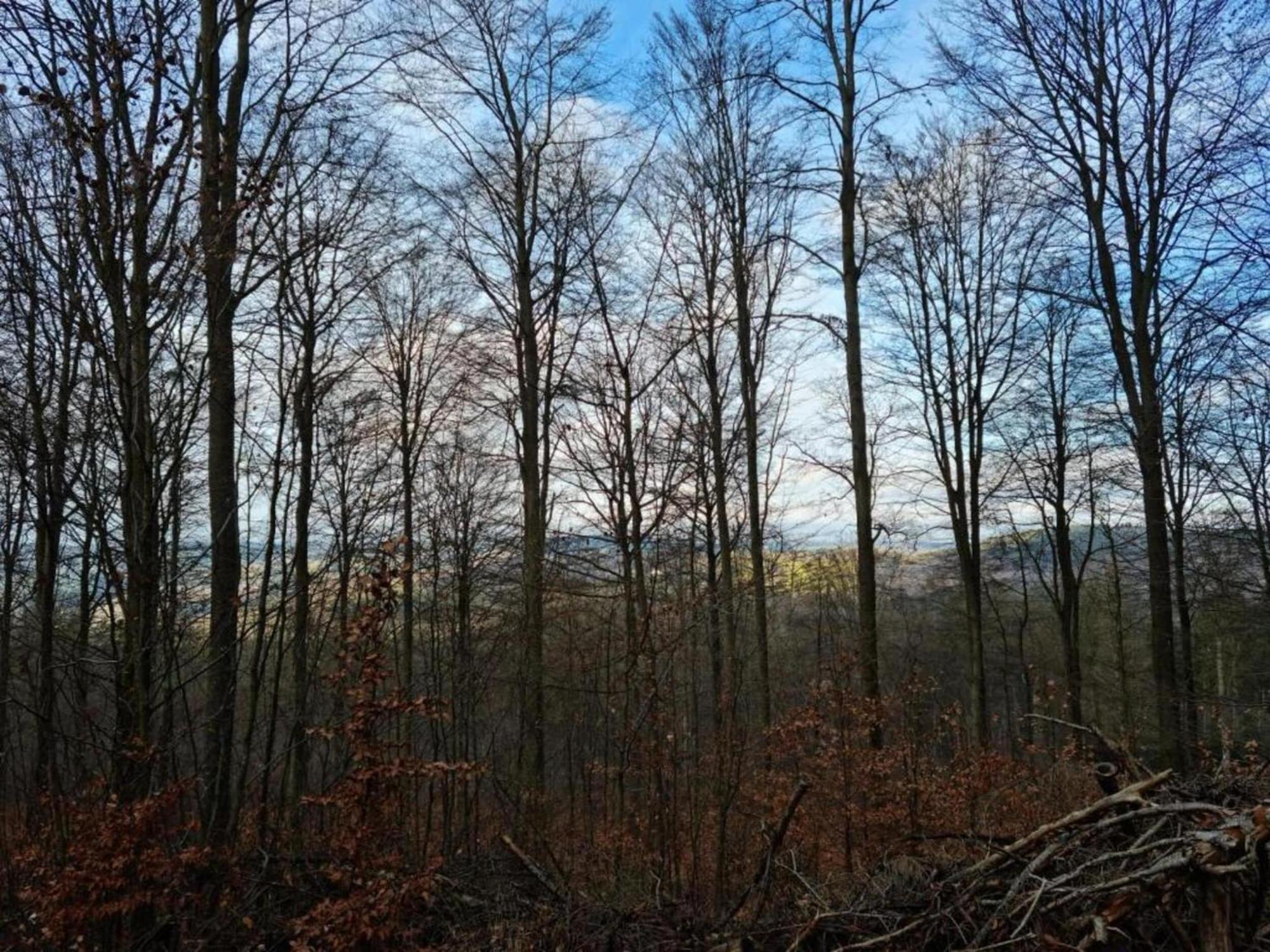 Cosy Holidayhome Near The Forest Zendscheid エクステリア 写真
