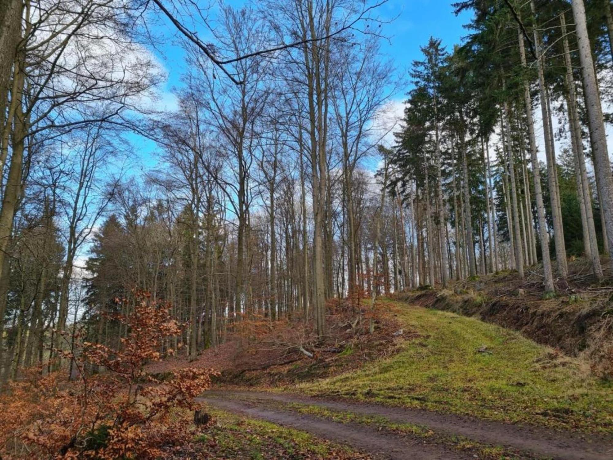 Cosy Holidayhome Near The Forest Zendscheid エクステリア 写真